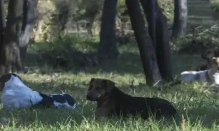Don Andrés Gómez, el guardián de perros abandonados en Tlalnelhuayocan