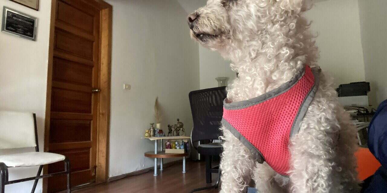 Los perros y los perrijos