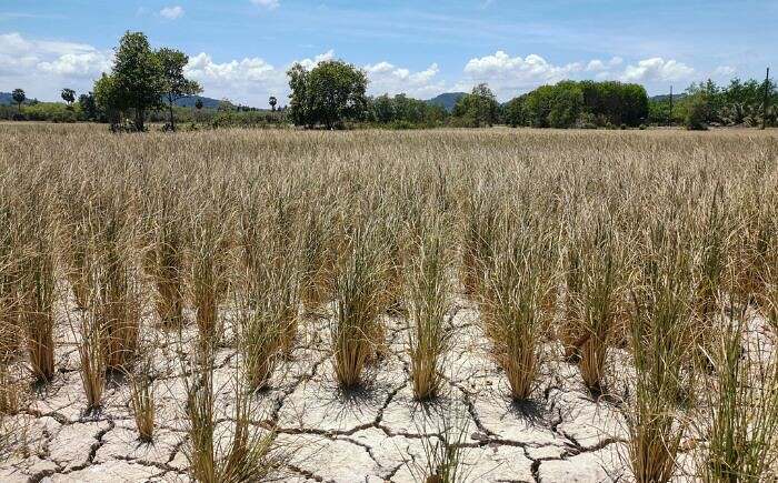 El 2026 podría convertirse en el tercer año más seco, en la historia de Veracruz